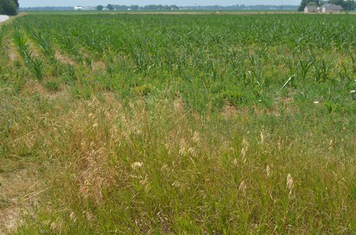 Property photo 3 - 51.5 Acres Offered in 5 tracts, 2 Farm Sites